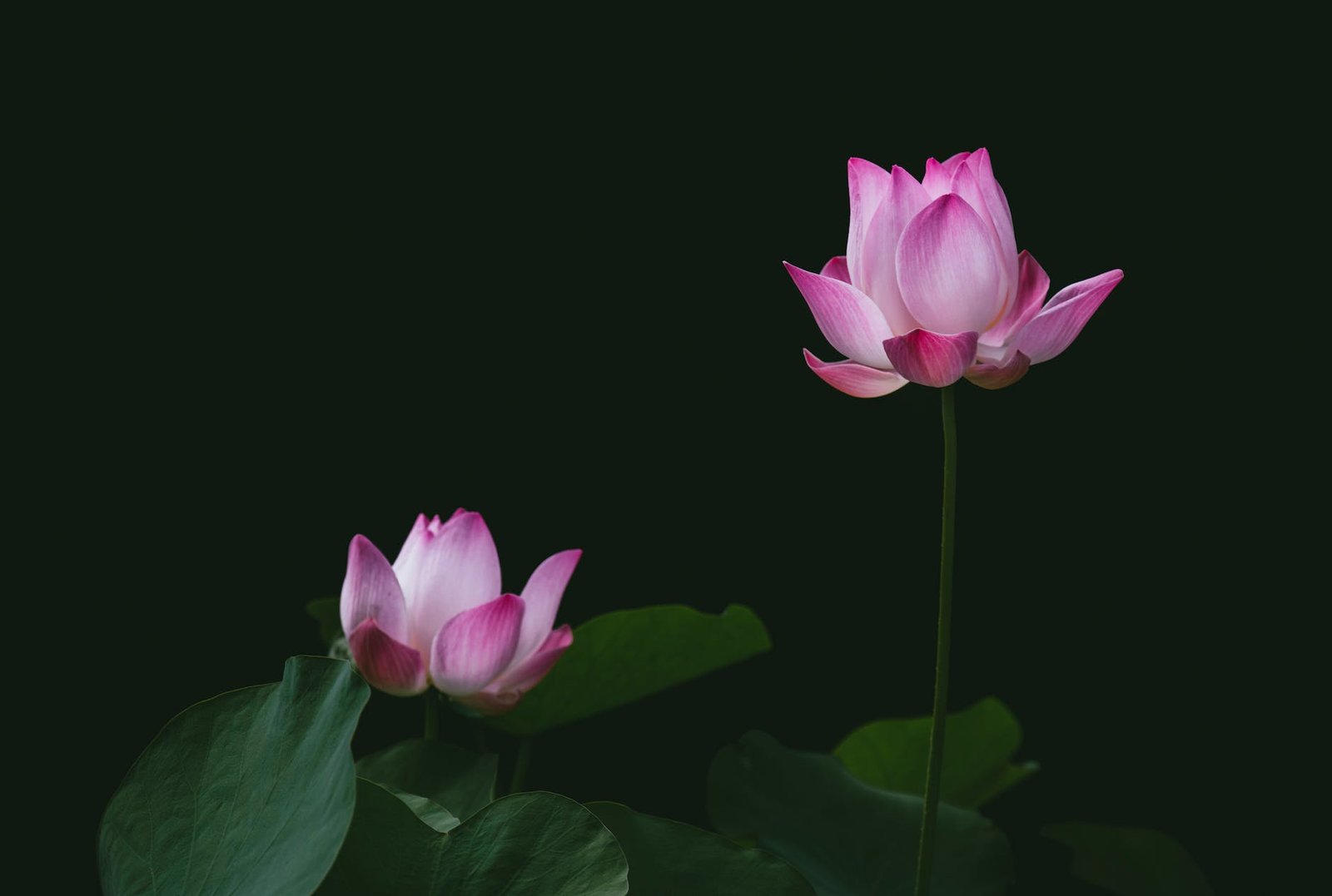 close up photography of lotus